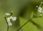 Sweet cicely <BR>Anise-root <BR>longstyle sweetroot